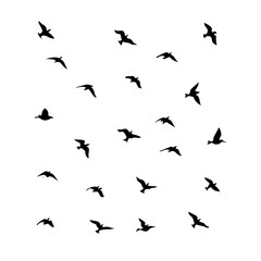 25 Birds: Nature's Colorful Avian Wonders 