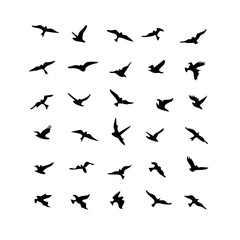 25 Birds: Nature's Colorful Avian Wonders 