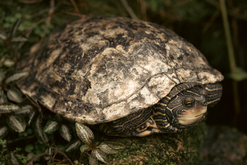 Obraz premium turtle on the ground