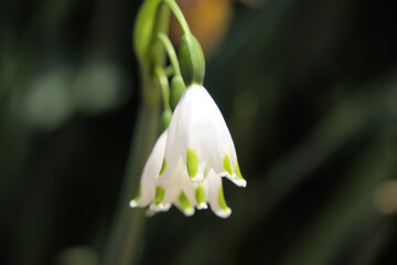 Obraz premium Taean Tulip Festival Photo Tour