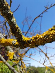 yellow moos on the tree