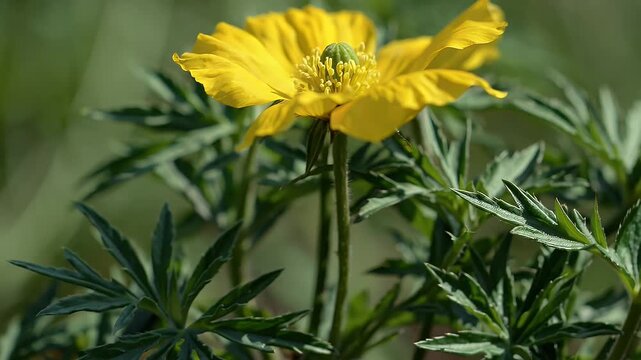 Bright yellow blooms of the Mexican Poppy sway gently in a breeze this striking 4K plant portrait captures the resilience and unique structure of Argemone mexicana also known as kateli ka phool or
