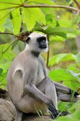 座った横向きのハヌマンラングール