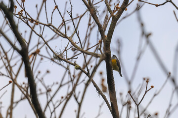 A bananaquit with gray and yellow plumage is perched on a dry, leafless tree branch, with a clear sky in the background and other dry branches surrounding it.