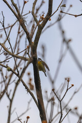 A bananaquit with gray and yellow plumage is perched on a dry, leafless tree branch, with a clear sky in the background and other dry branches surrounding it.