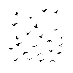 25 Birds: Nature's Colorful Avian Wonders&nbsp;