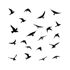 25 Birds: Nature's Colorful Avian Wonders 