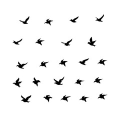 25 Birds: Nature's Colorful Avian Wonders&nbsp;