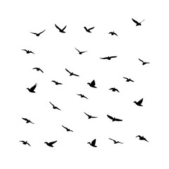 25 Birds: Nature's Colorful Avian Wonders&nbsp;