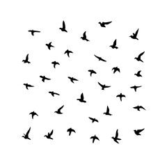 25 Birds: Nature's Colorful Avian Wonders 