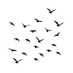 25 Birds: Nature's Colorful Avian Wonders 