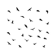 25 Birds: Nature's Colorful Avian Wonders 