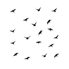 25 Birds: Nature's Colorful Avian Wonders 