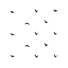 25 Birds: Nature's Colorful Avian Wonders 