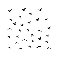 25 Birds: Nature's Colorful Avian Wonders 