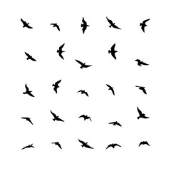 25 Birds: Nature's Colorful Avian Wonders 