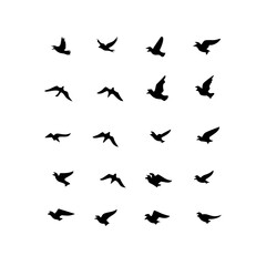 25 Birds: Nature's Colorful Avian Wonders 