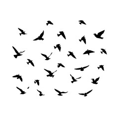 25 Birds: Nature's Colorful Avian Wonders 