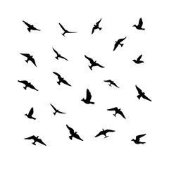 25 Birds: Nature's Colorful Avian Wonders 