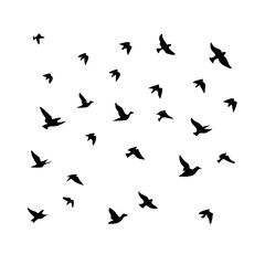 25 Birds: Nature's Colorful Avian Wonders 