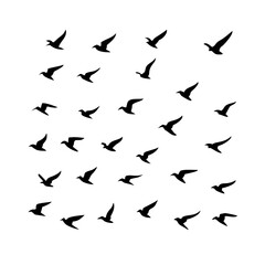 25 Birds: Nature's Colorful Avian Wonders 