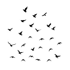 25 Birds: Nature's Colorful Avian Wonders 