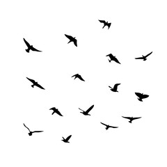 25 Birds: Nature's Colorful Avian Wonders 