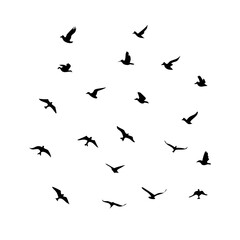 25 Birds: Nature's Colorful Avian Wonders 