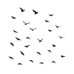 Obraz premium 25 Birds: Nature's Colorful Avian Wonders&nbsp;