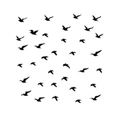 25 Birds: Nature's Colorful Avian Wonders 