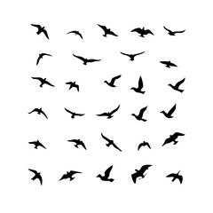 25 Birds: Nature's Colorful Avian Wonders 