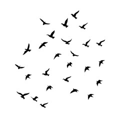 Fototapeta premium 25 Birds: Nature's Colorful Avian Wonders&nbsp;