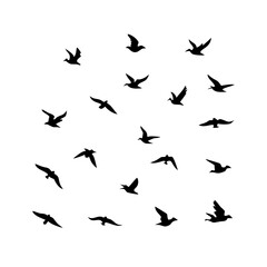 25 Birds: Nature's Colorful Avian Wonders 