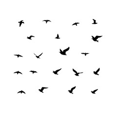 25 Birds: Nature's Colorful Avian Wonders 