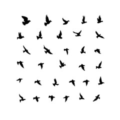 Naklejka premium 25 Birds: Nature's Colorful Avian Wonders 