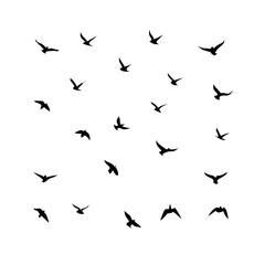 Obraz premium 25 Birds: Nature's Colorful Avian Wonders&nbsp;