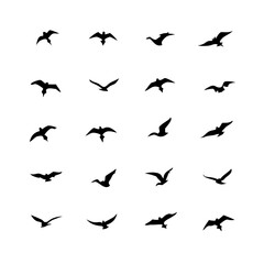 25 Birds: Nature's Colorful Avian Wonders 