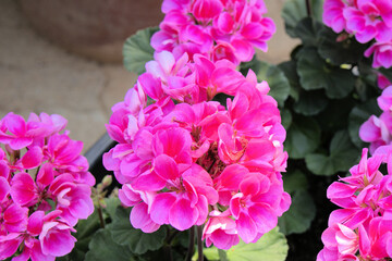 Taean Tulip Festival Photo Tour