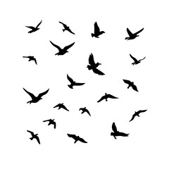 25 Birds: Nature's Colorful Avian Wonders 