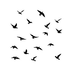 25 Birds: Nature's Colorful Avian Wonders 