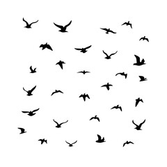 25 Birds: Nature's Colorful Avian Wonders 