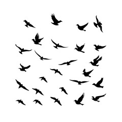 25 Birds: Nature's Colorful Avian Wonders 