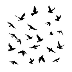 25 Birds: Nature's Colorful Avian Wonders 