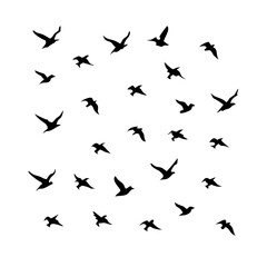 25 Birds: Nature's Colorful Avian Wonders 