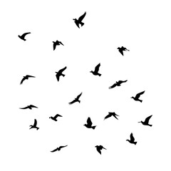 Naklejka premium 25 Birds: Nature's Colorful Avian Wonders 