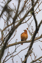 A Rufous Hornero with brown plumage is perched on a dry, leafless tree branch, with a clear sky in the background and other dry branches around, in Sao Paulo, Brazil.