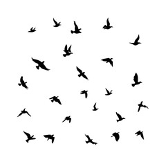 25 Birds: Nature's Colorful Avian Wonders 