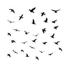 25 Birds: Nature's Colorful Avian Wonders 