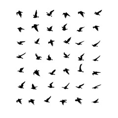 Naklejka premium 25 Birds: Nature's Colorful Avian Wonders 