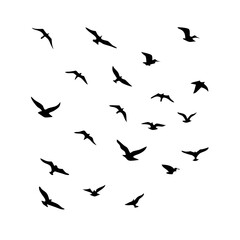 25 Birds: Nature's Colorful Avian Wonders 